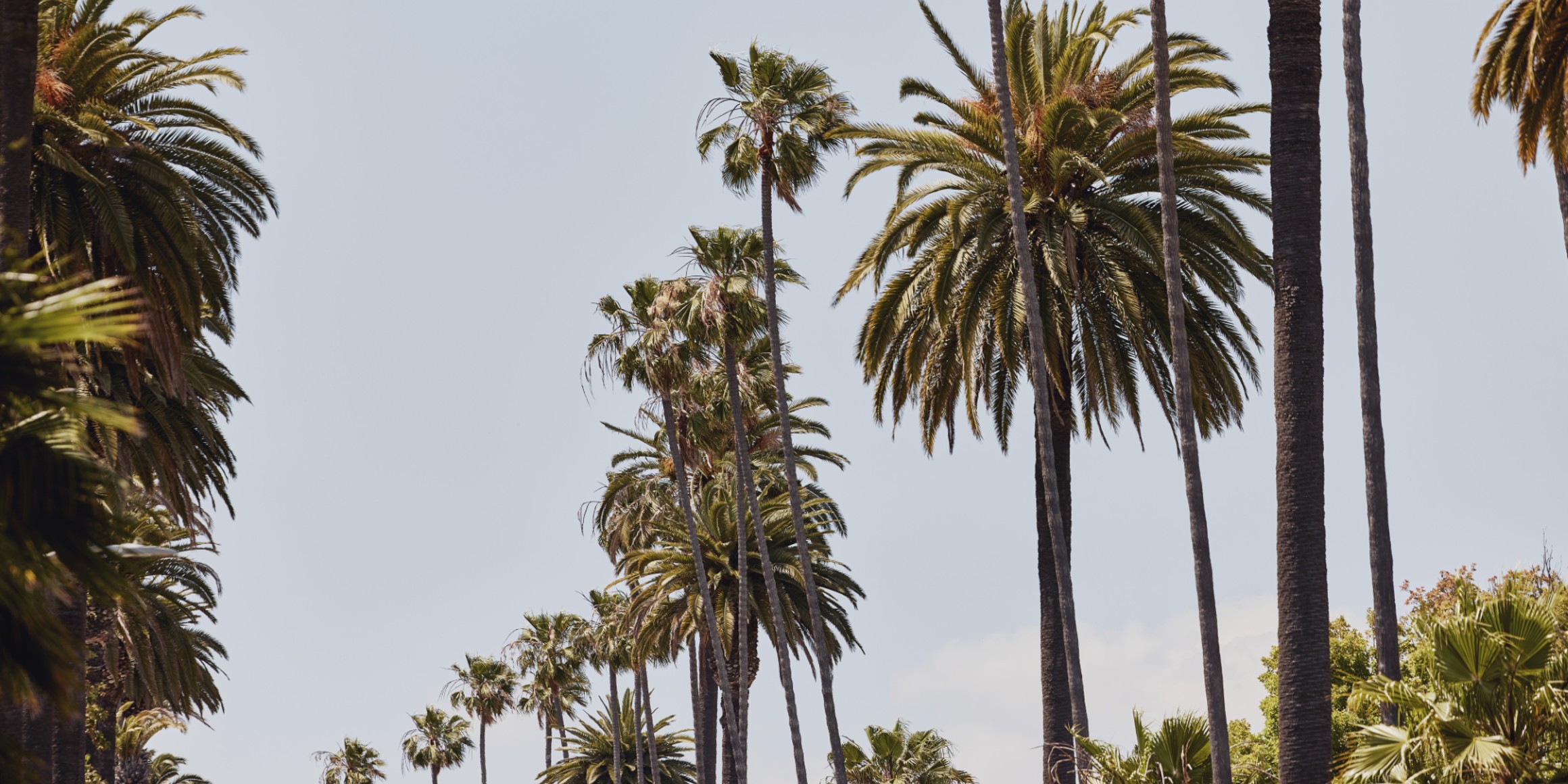 A serene view of towering palm trees against a clear blue sky, evoking a warm and tropical ambiance.