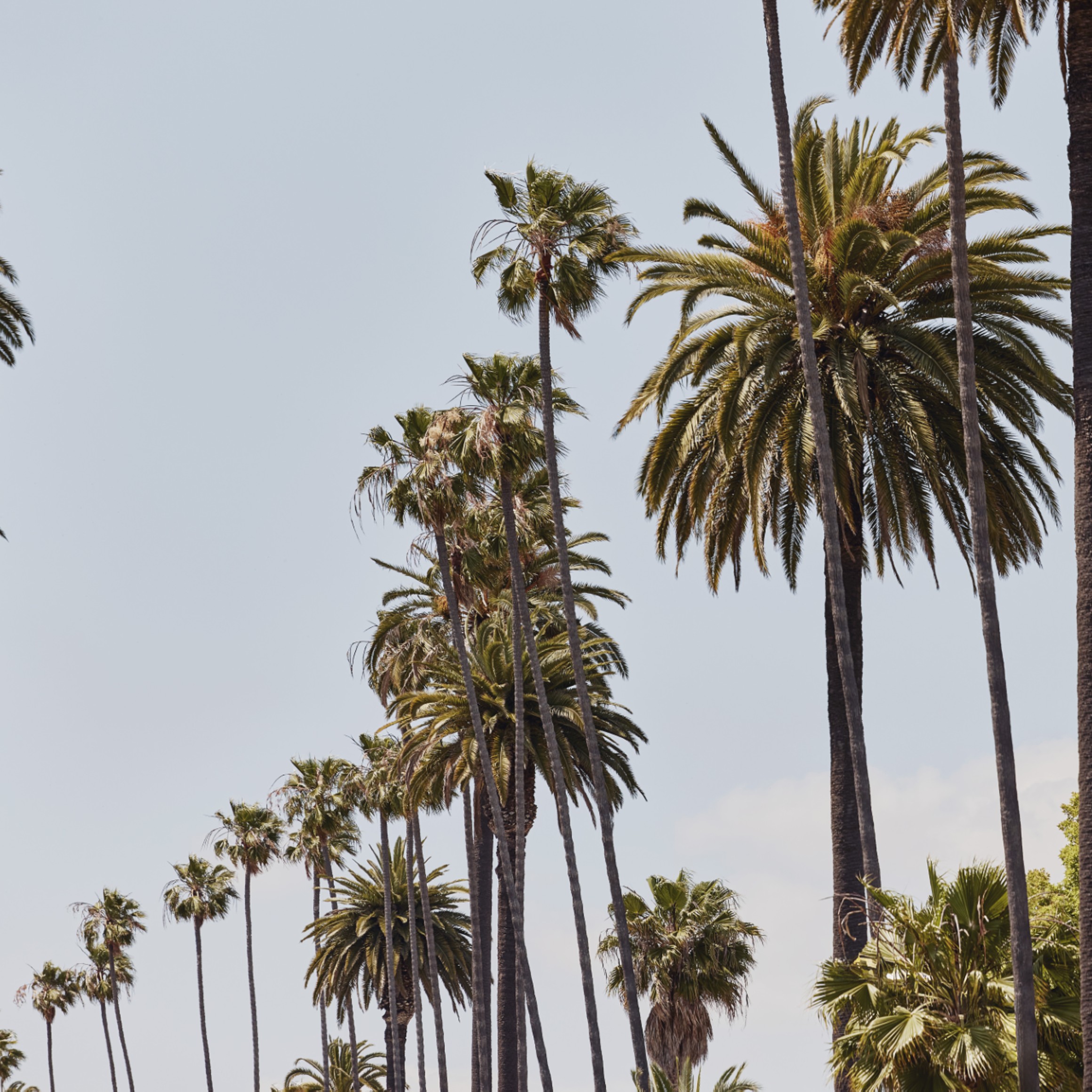 A serene view of towering palm trees against a clear blue sky, evoking a warm and tropical ambiance.