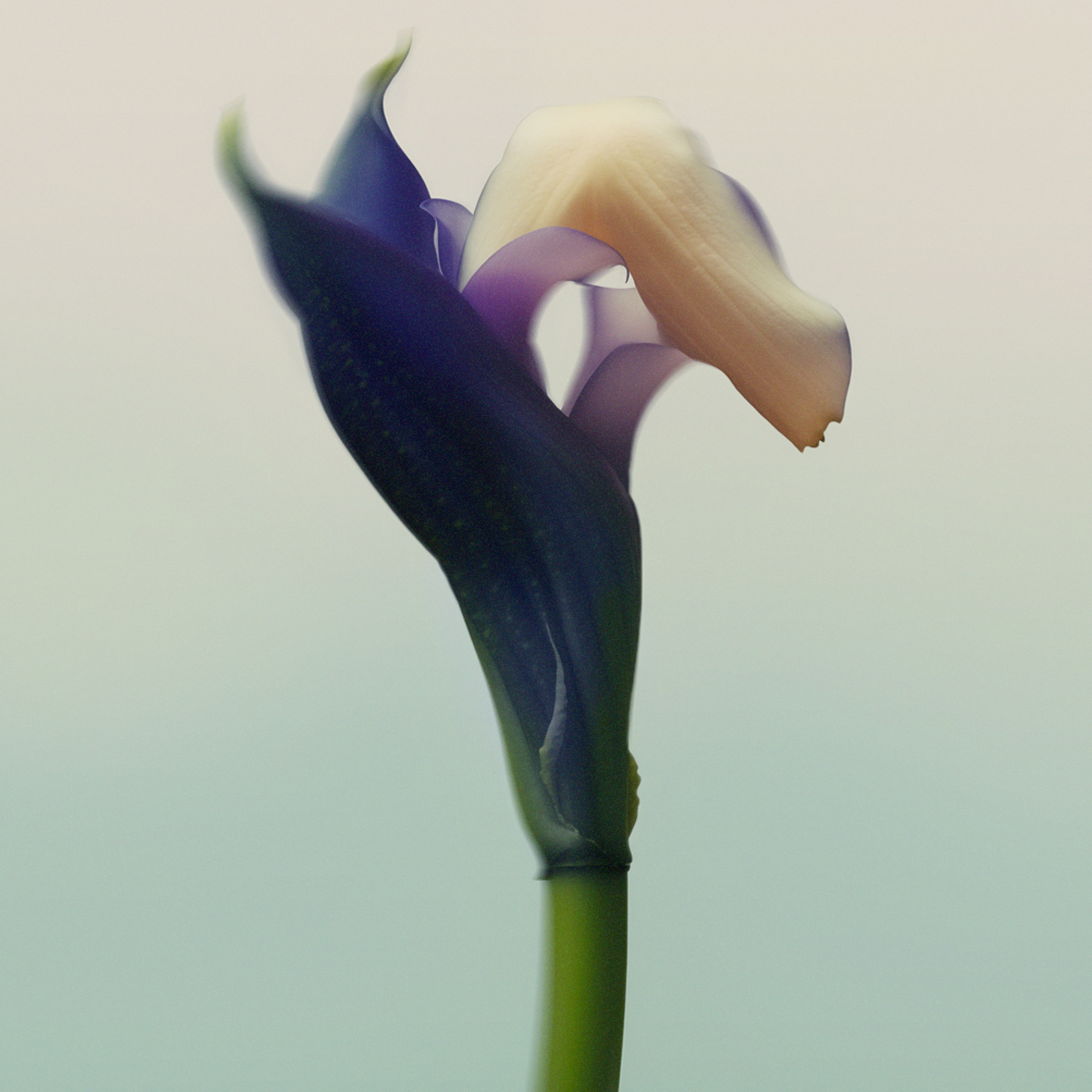 Close-up of a single abstract flower with soft purple and cream petals against a pale, gradient background.