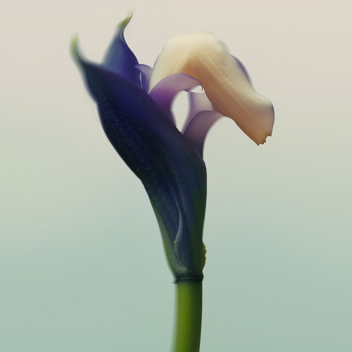 Close-up of a single abstract flower with soft purple and cream petals against a pale, gradient background.