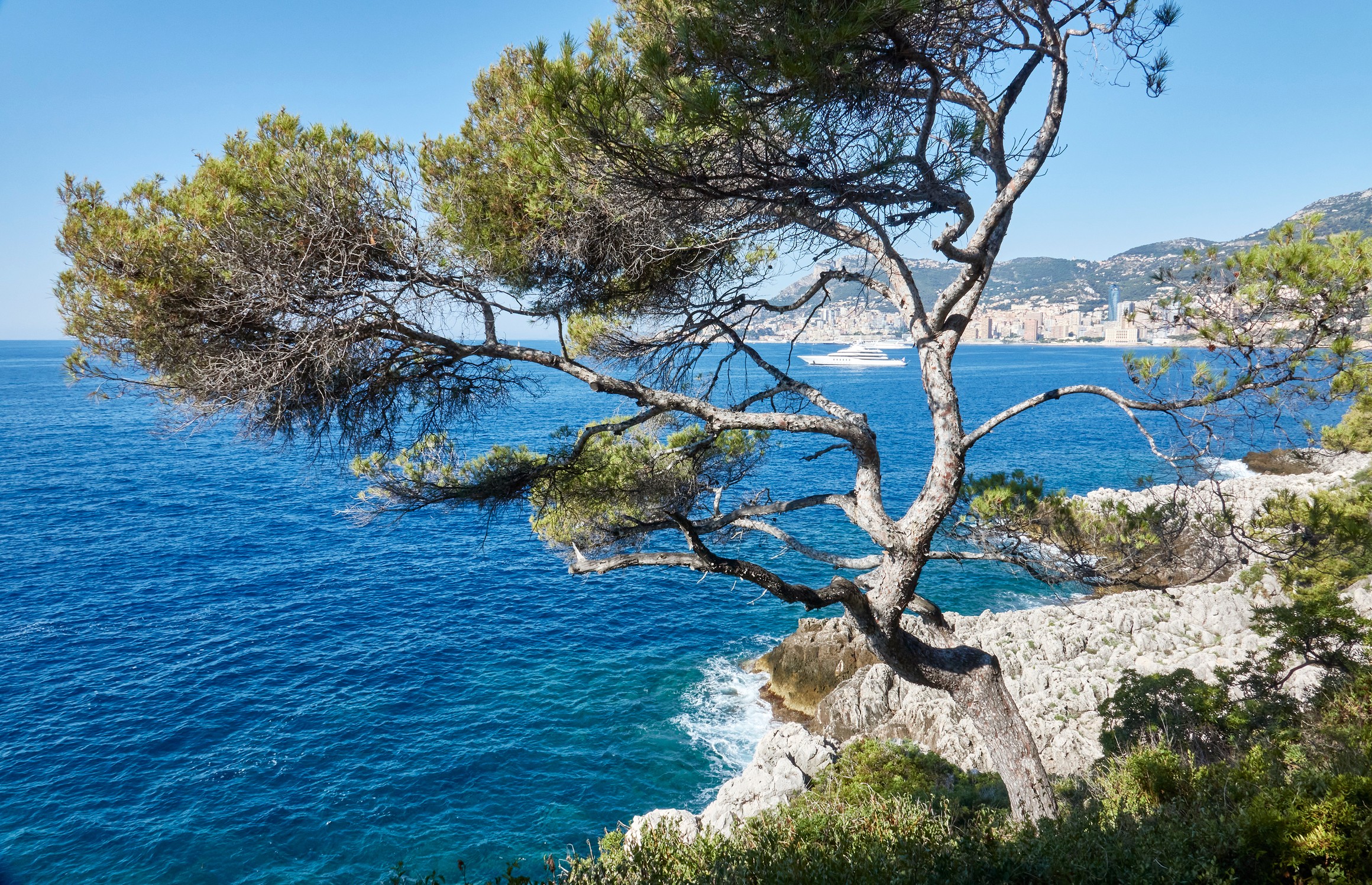 A windswept tree overlooking azure waters, rocky cliffs, and a distant yacht with a coastal cityscape on the horizon.