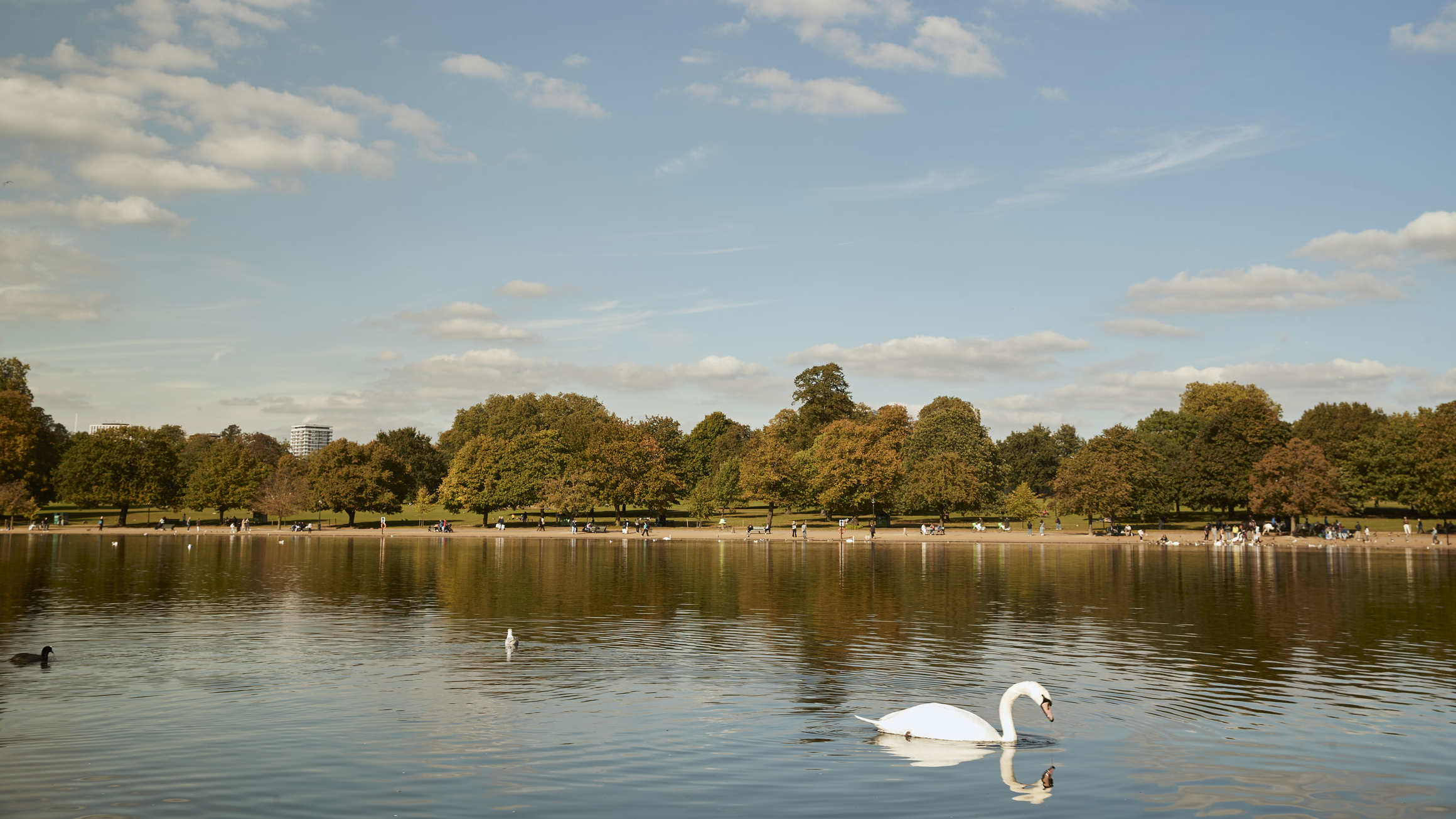 Serene view of Hyde Park with a swan gliding across the lake in the foreground, autumnal trees lining the opposite bank, and people walking and relaxing under a blue sky with scattered clouds.